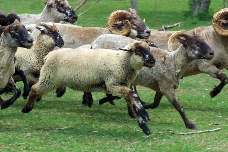 Heritage Breeds of Sheep Image